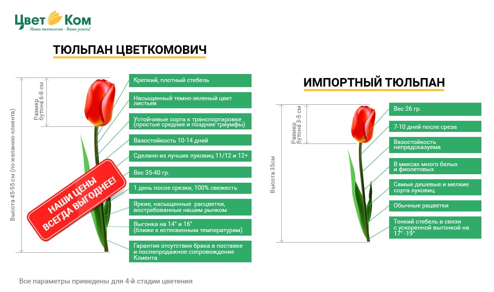 тюльпаны оптом от Цветком