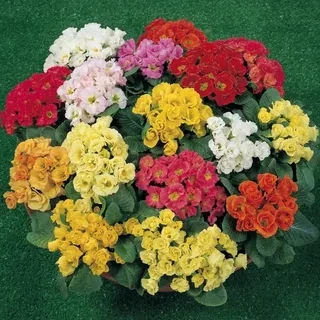 Примула махровая