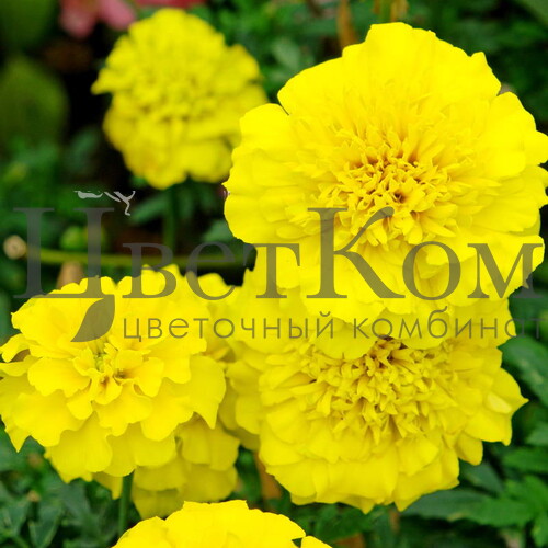 Тагетес отклоненный Бонанза (желтый)