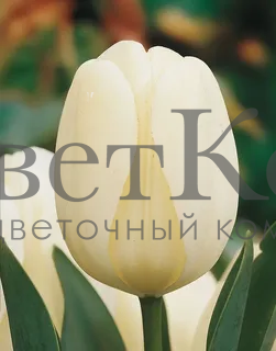 Тюльпан Хакуун