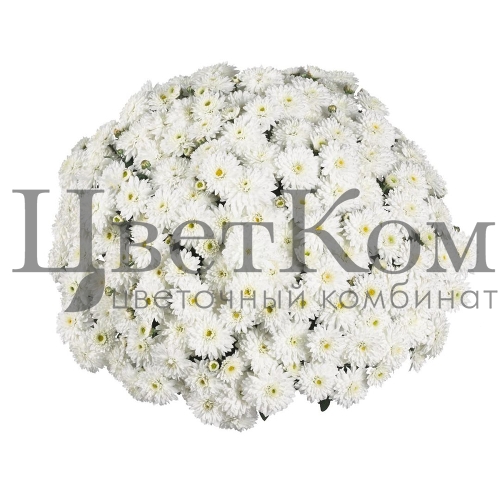 Горшечная хризантема мультифлора белая