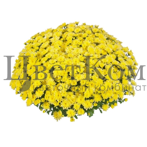 Горшечная хризантема мультифлора жёлтая