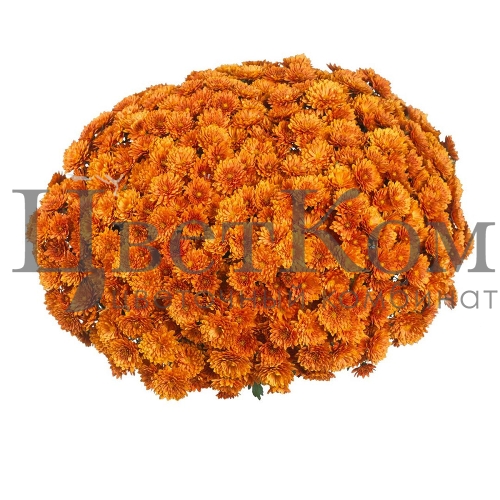 Горшечная хризантема мультифлора оранжевая