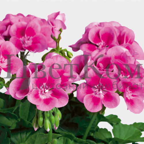 Пеларгония розово-малиновая