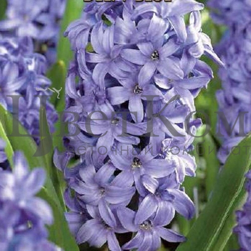 синие цветы похожие на гиацинт