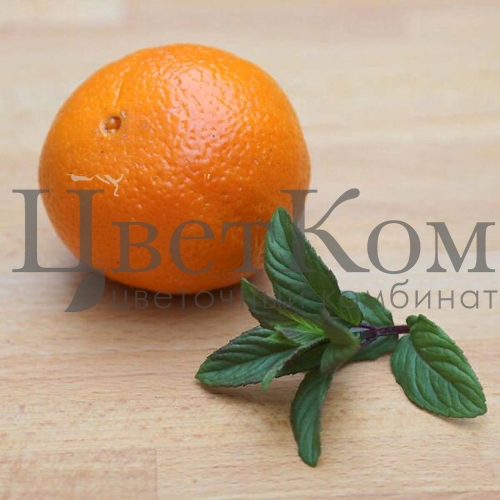 Мята перечная оранж