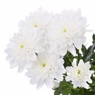 Хризантема кустовая белая Балтика