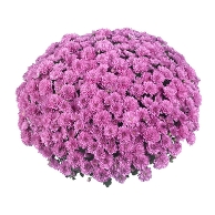 Горшечная хризантема мультифлора розовая