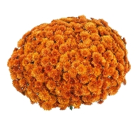 Горшечная хризантема мультифлора оранжевая
