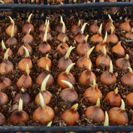 Луковицы тюльпанов для выгонки 12+ см.