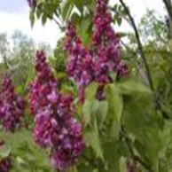 Сирень обыкновенная